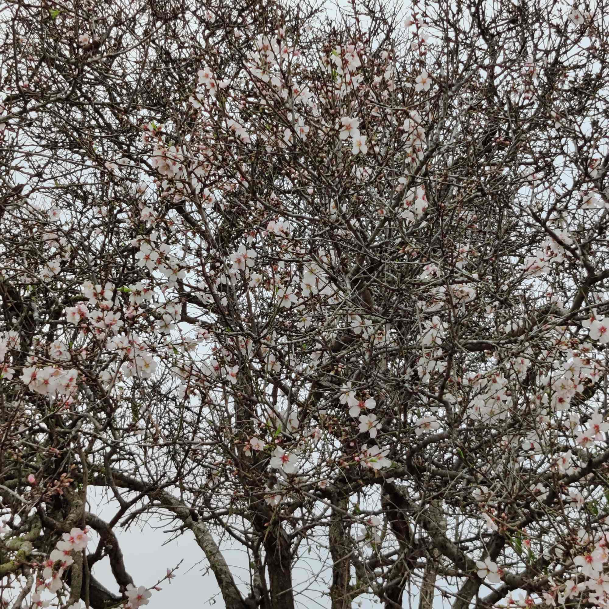 Almond trees with flowers