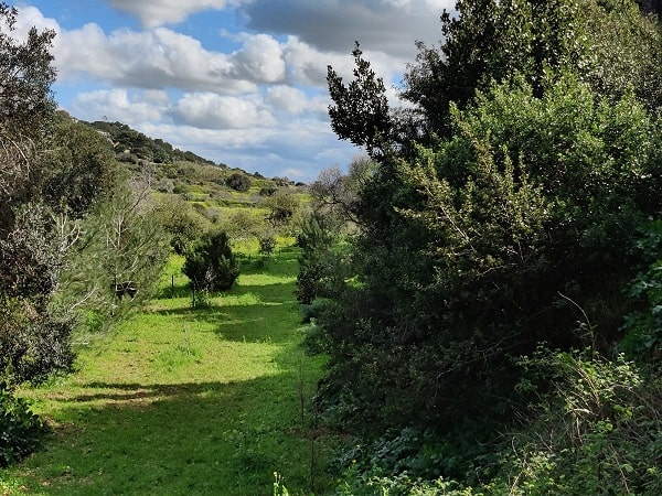 buskett-gardens-malta