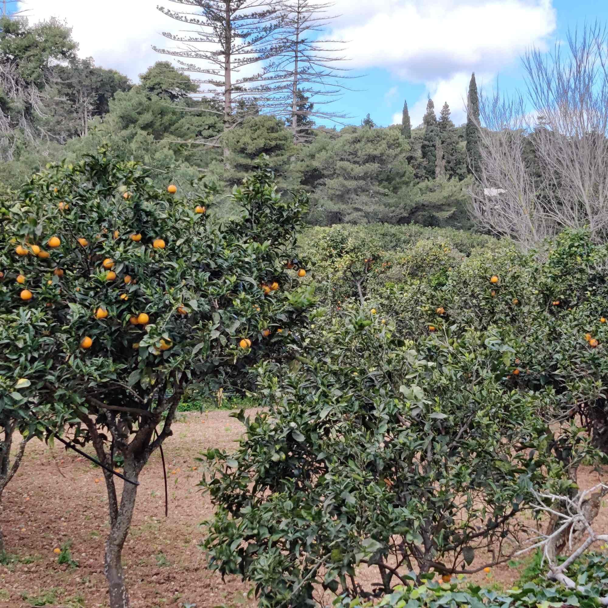 Garden with plenty of orange trees