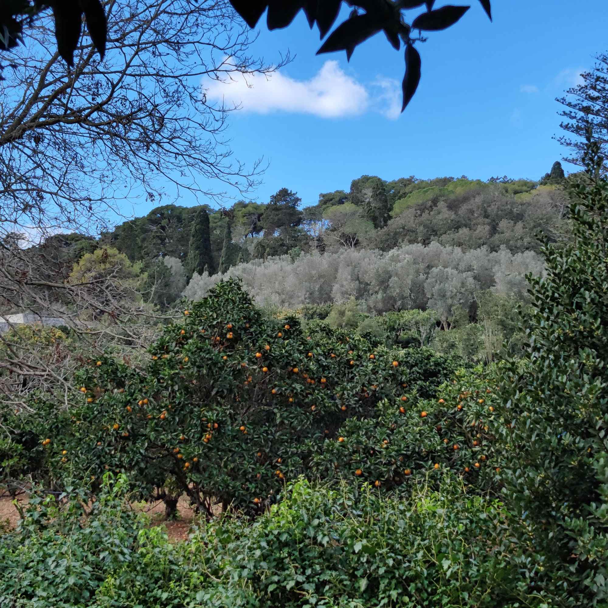 Gardens with beautiful trees in Malta