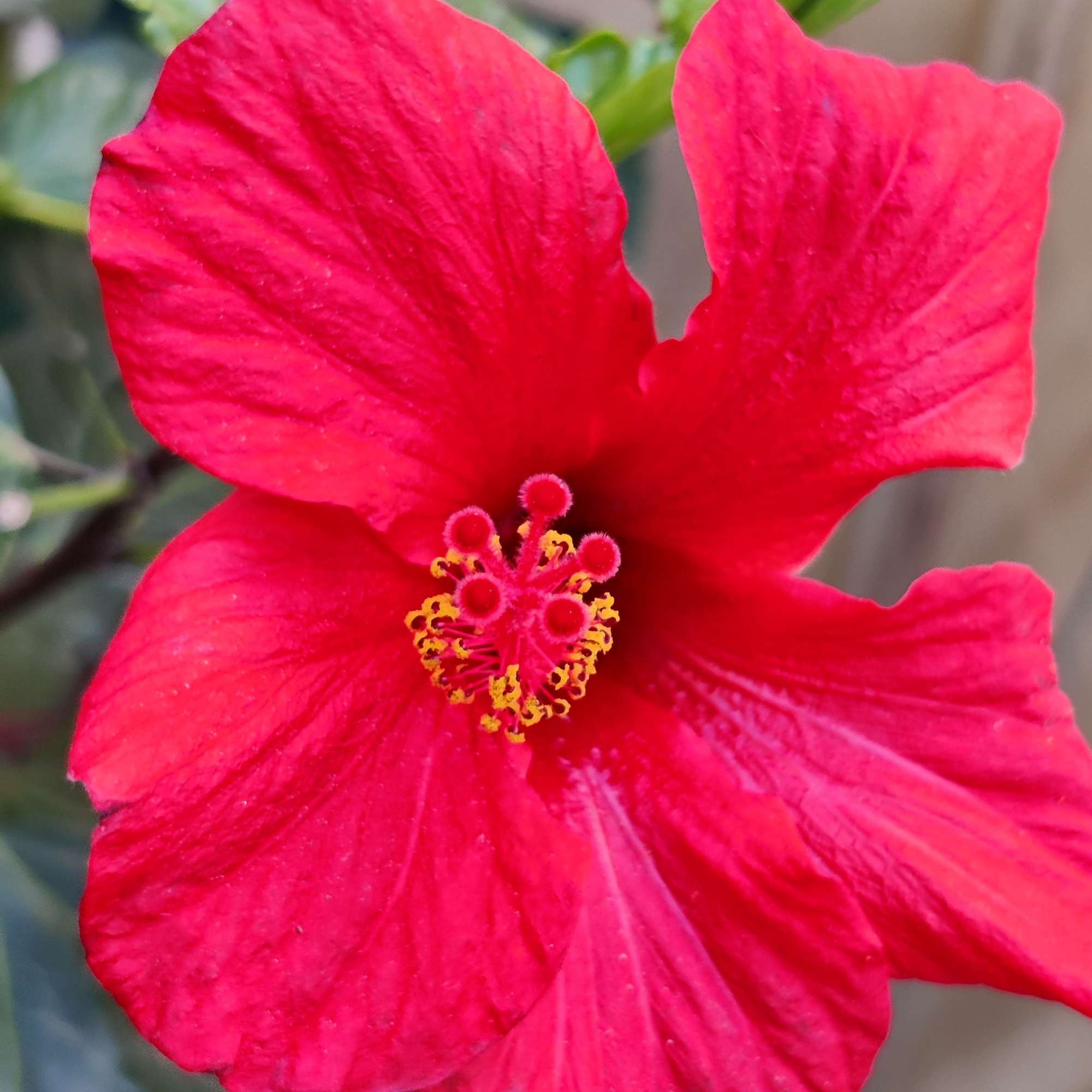 Hibiscus plant flower 2