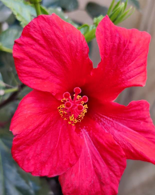 Hibiscus plant flower 2