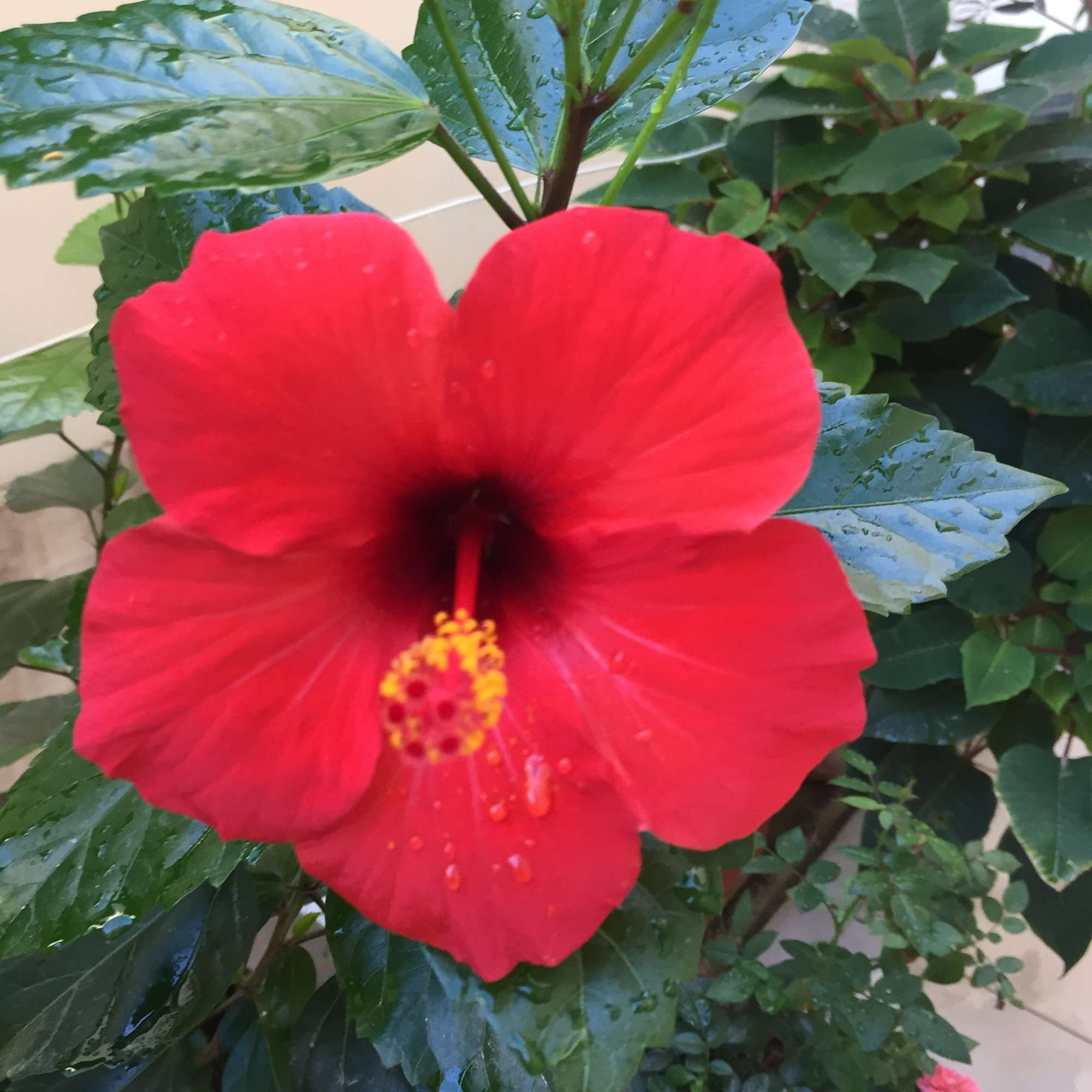 Hibiscus plant flower 3