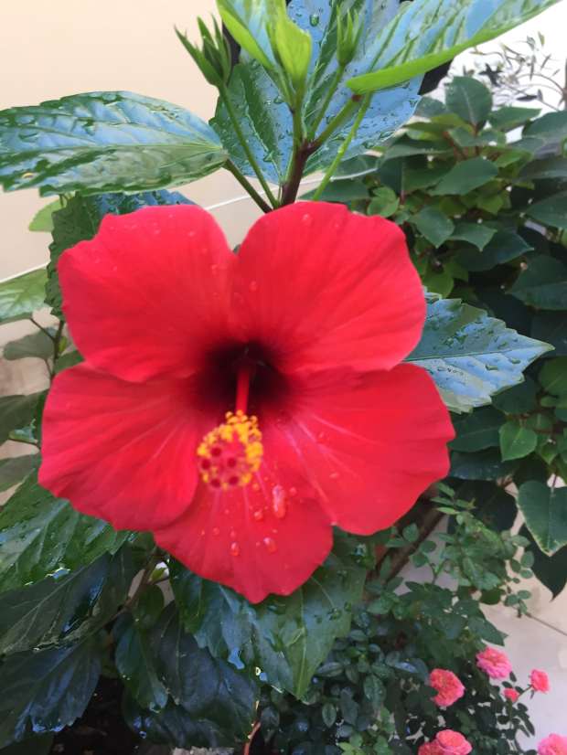 Hibiscus plant flower 3
