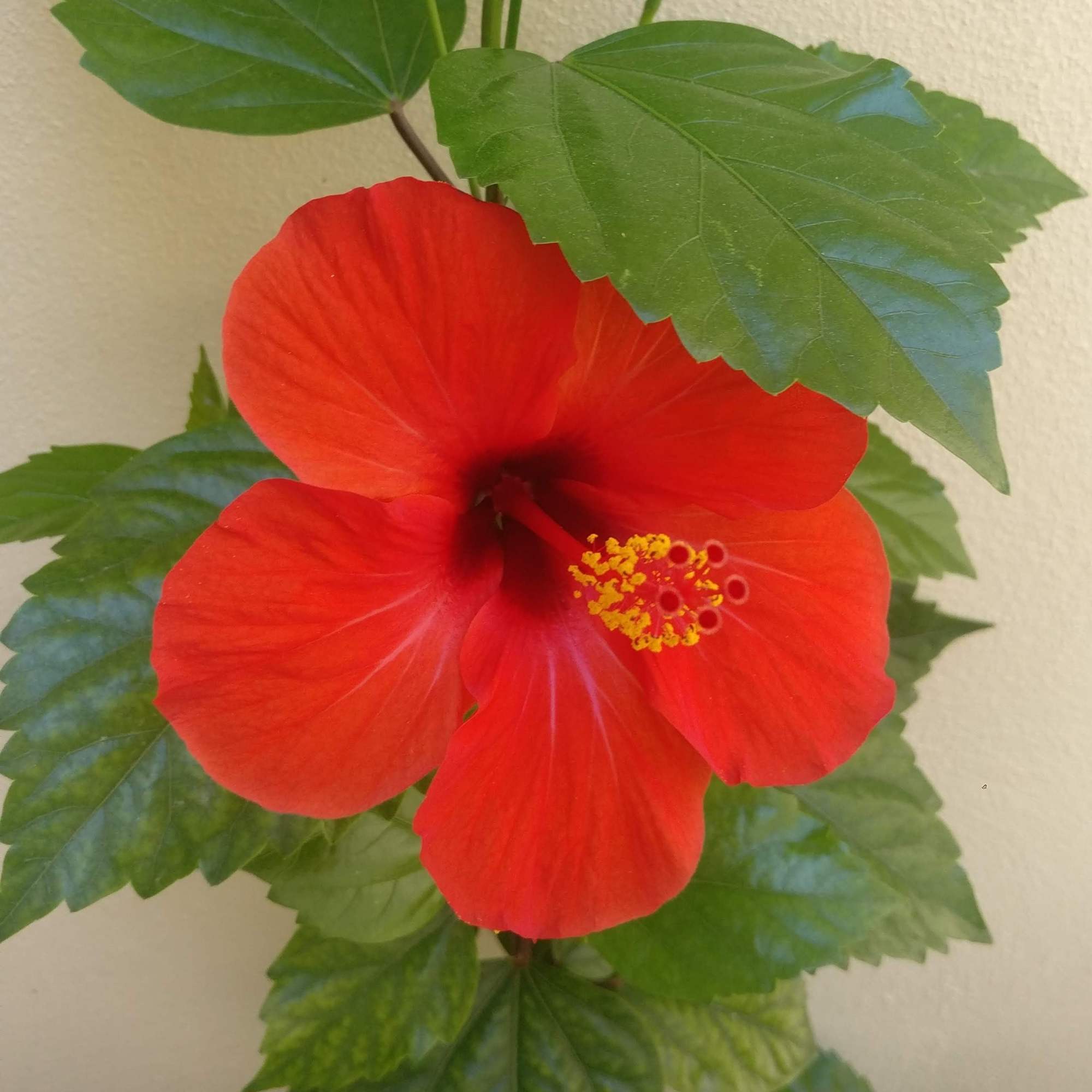 Hibiscus plant flower 4