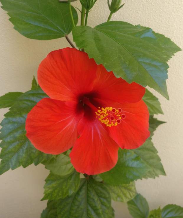 Hibiscus plant flower 4