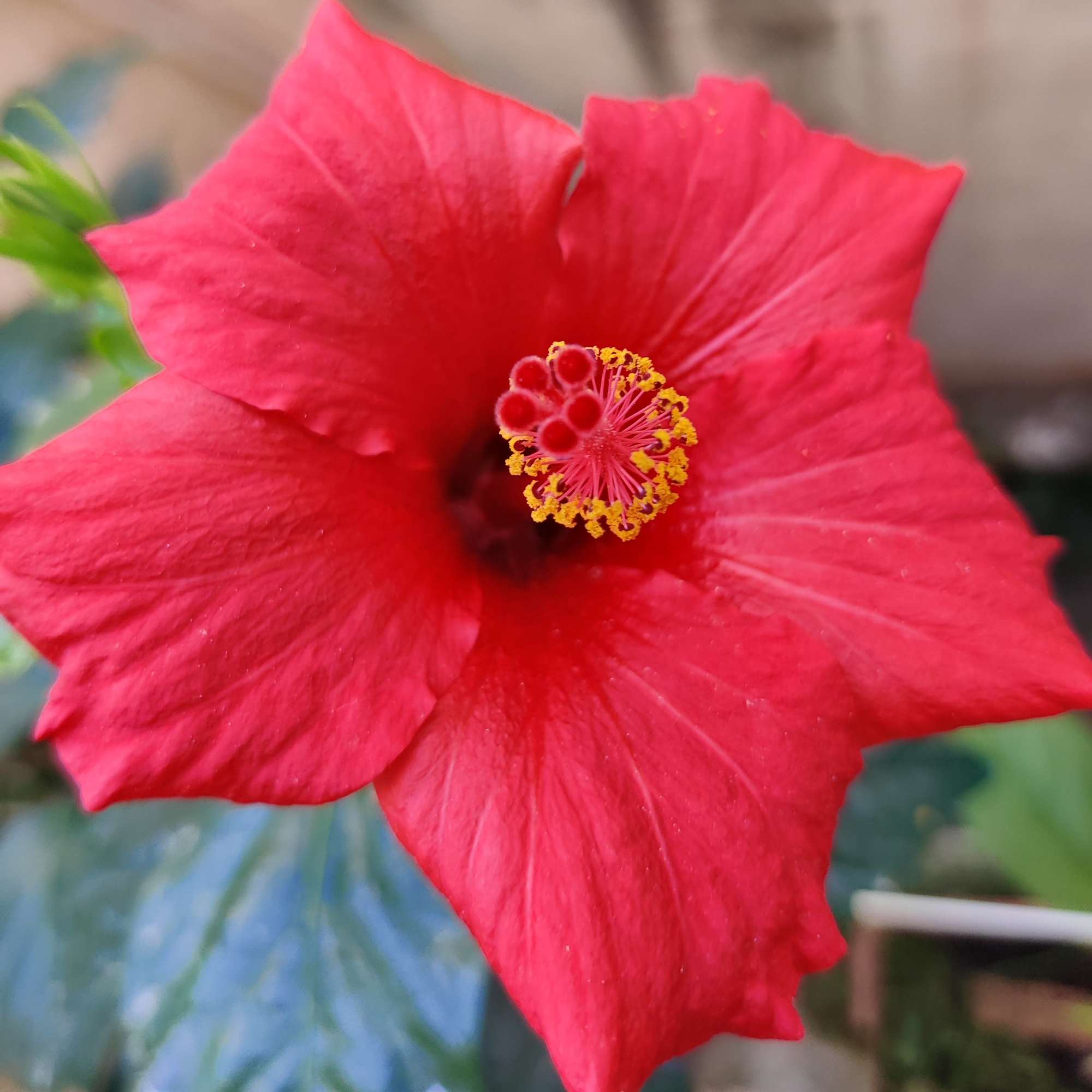 Hibiscus plant flower