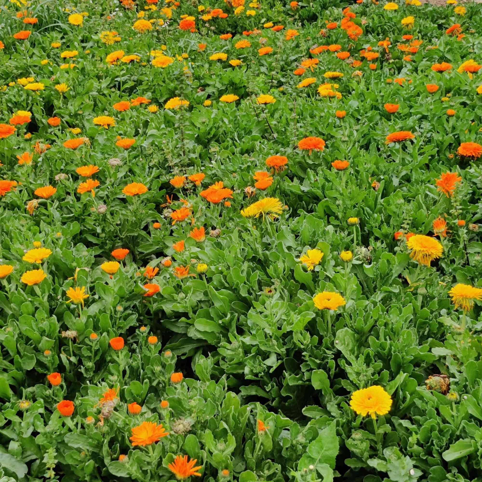 Marigold flowers