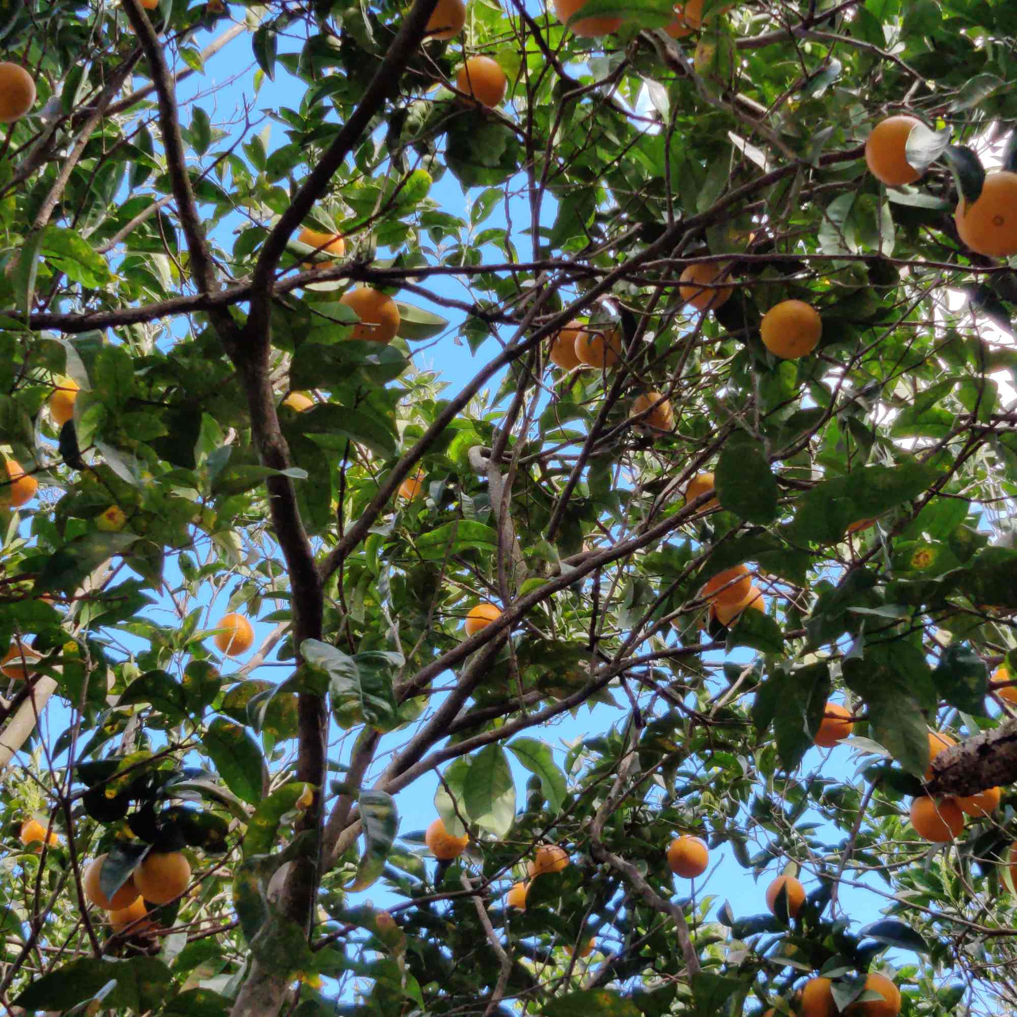 Orange trees in Buskett gardens Malta