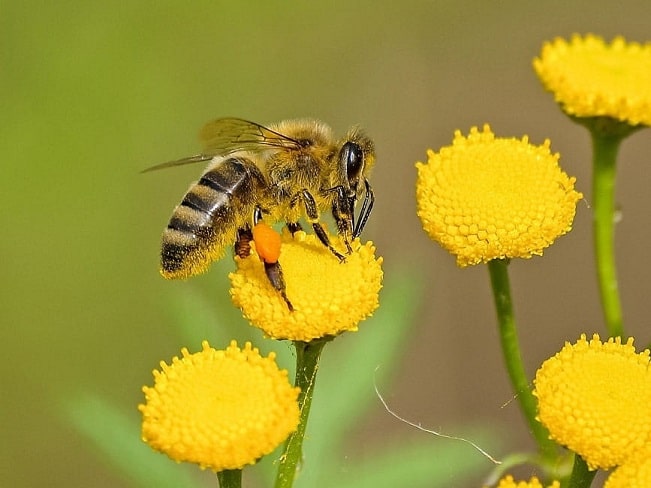 bee on flower