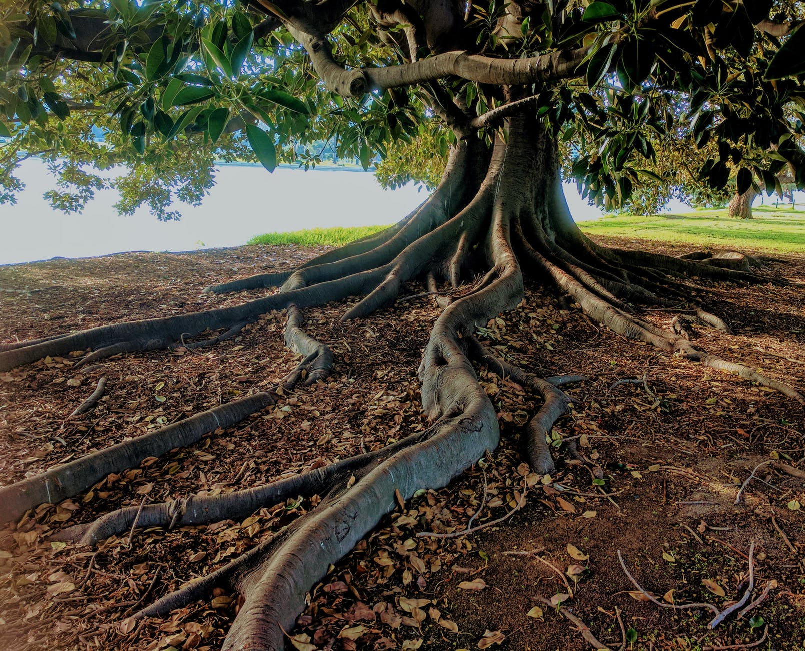 Tree in soil with roots