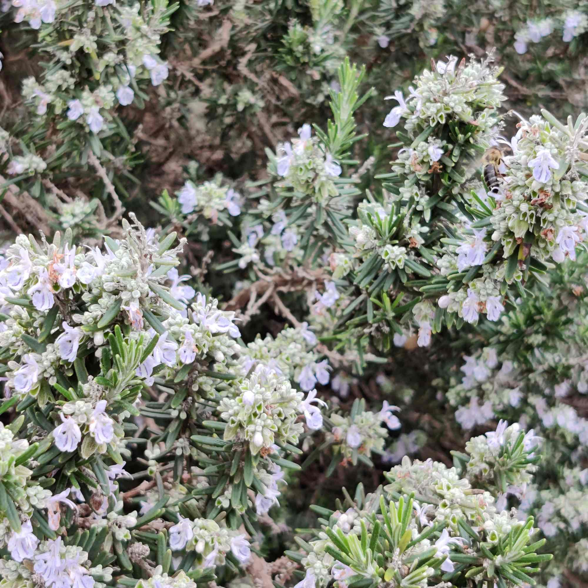 Rosemary plant flowers