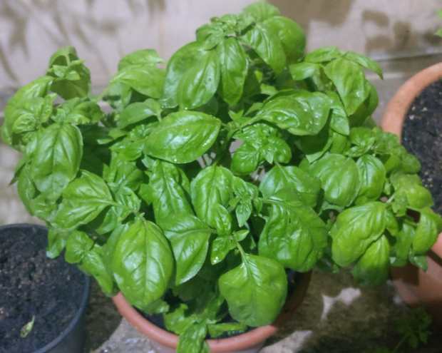 basil from 2020