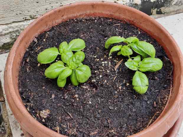 basil seedlings in pot