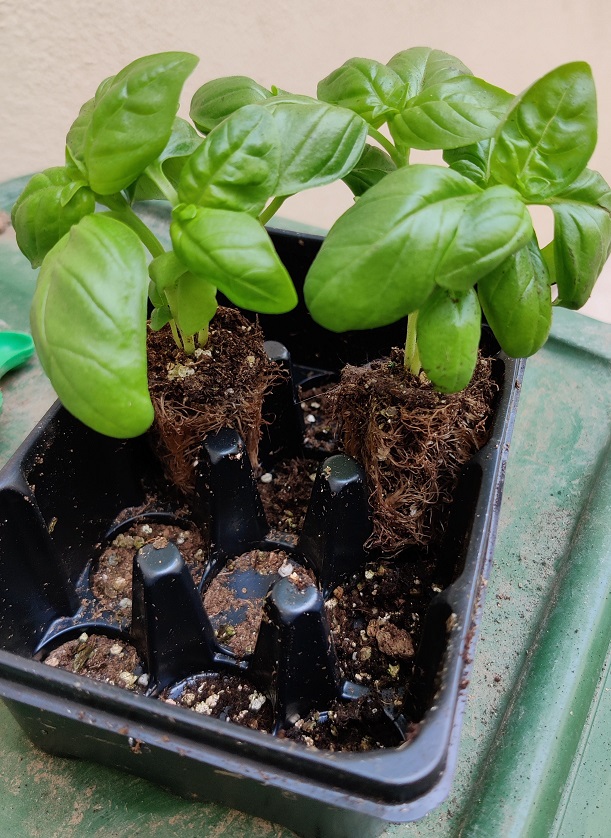 basil seedlings