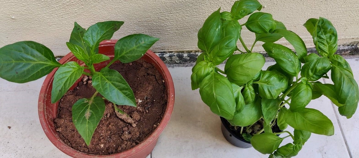 Bell Peppers and Basil