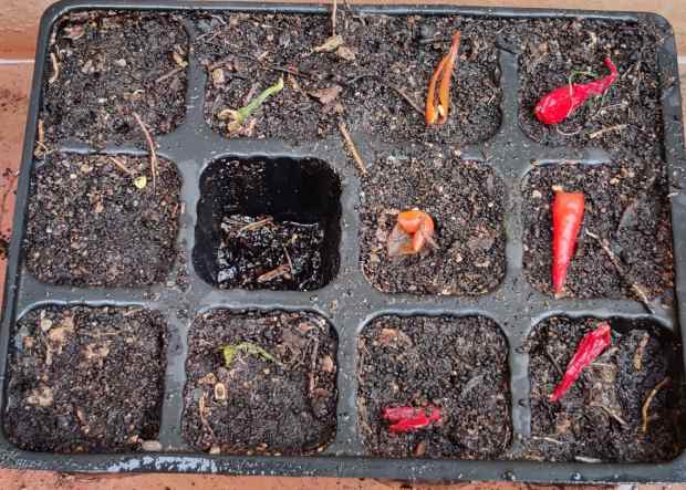 chilli pepper seeds