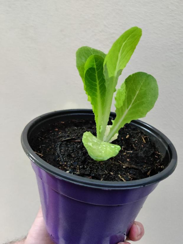 lettuce in container