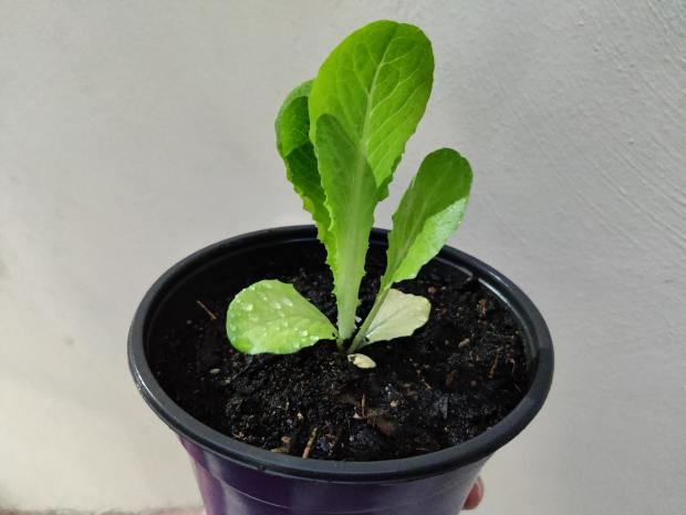 lettuce in pot