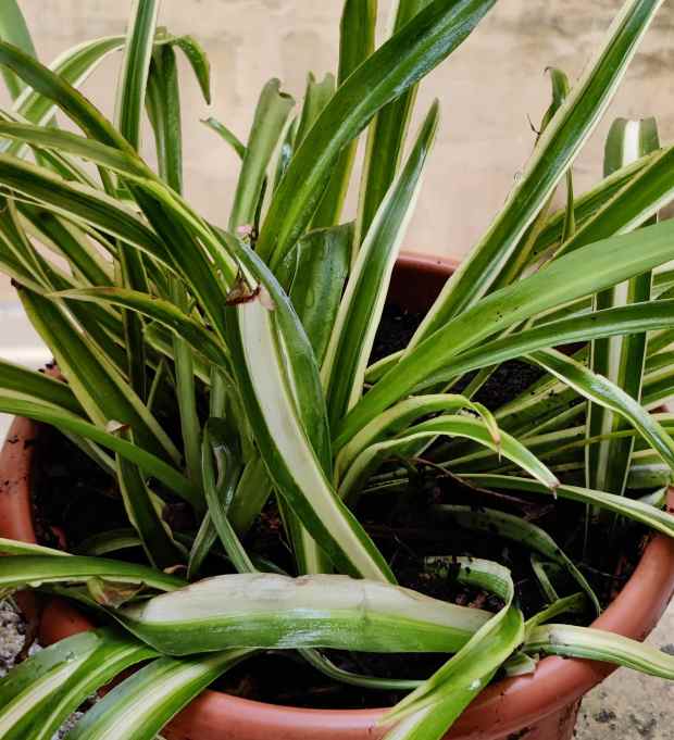spider plant