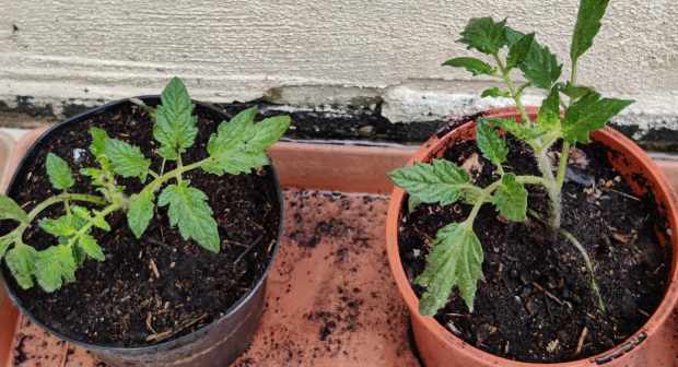tomato seedlings