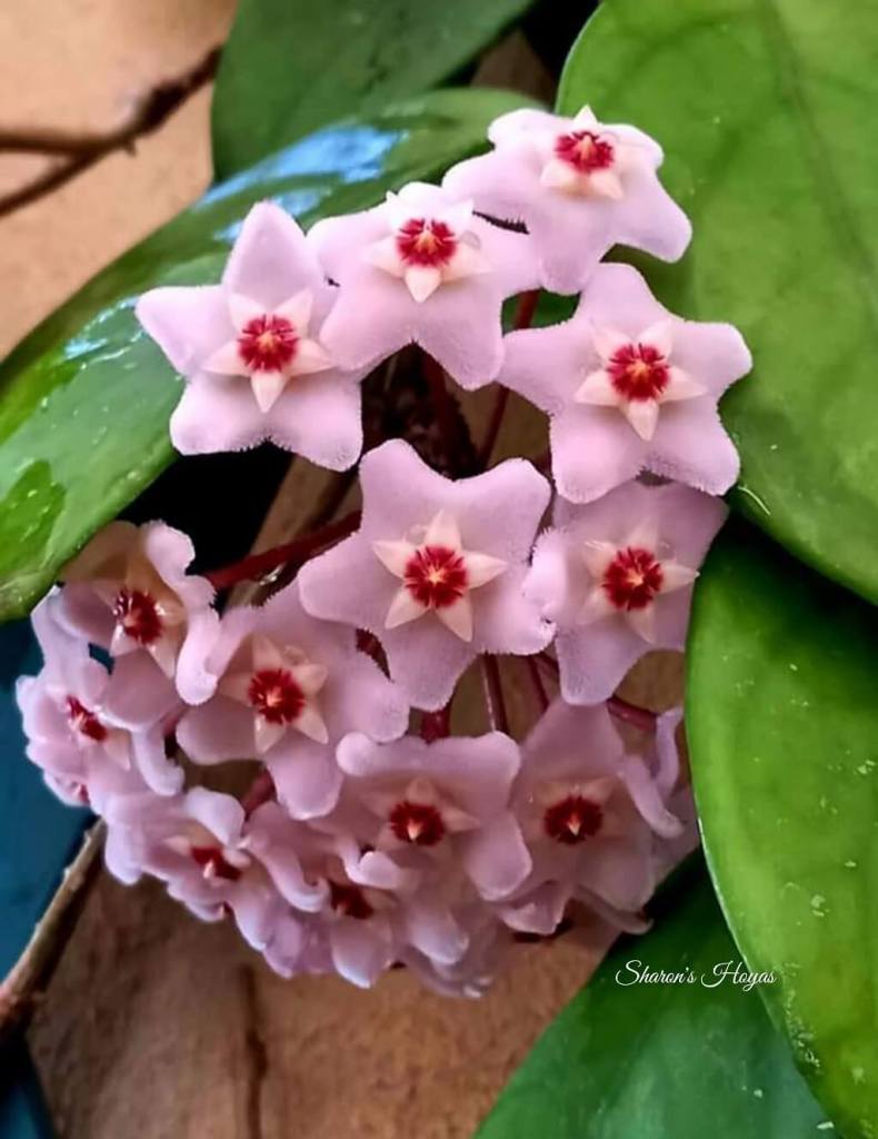 Sharon's Hoyas, Flowers in Malta