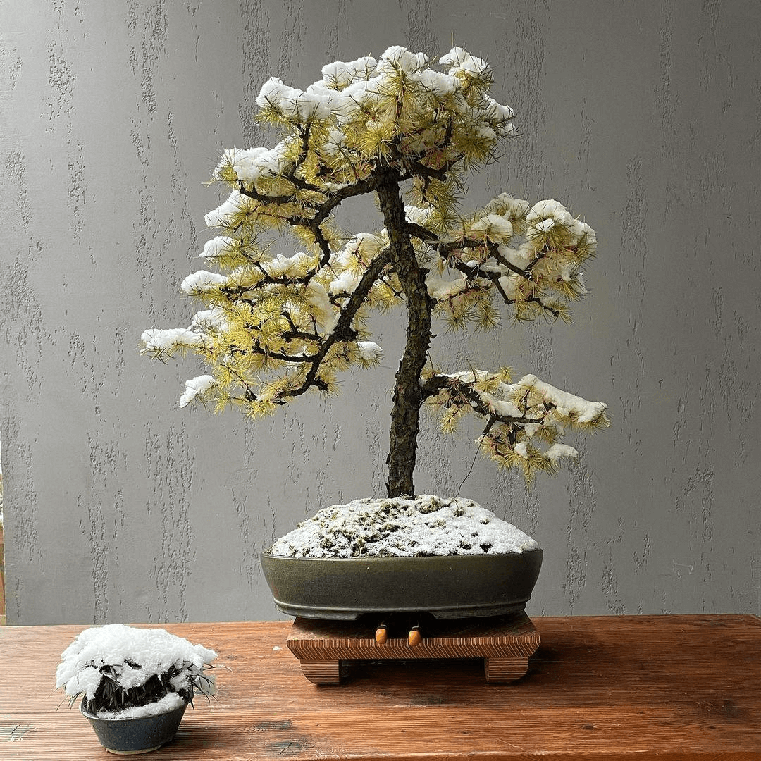 bonsai tree