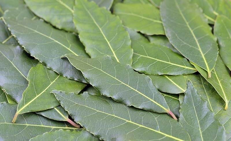 bay laurel (laurus nobilis)