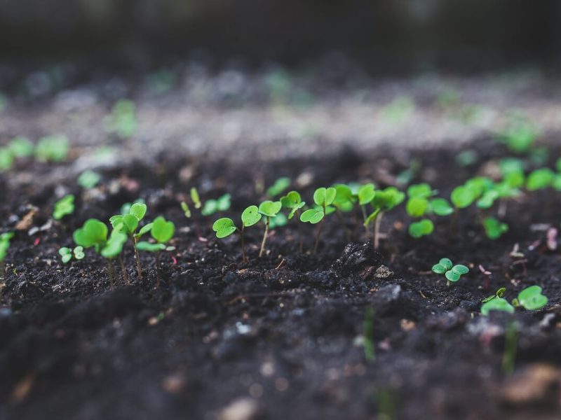How to Grow Rucola from&nbsp;Seeds