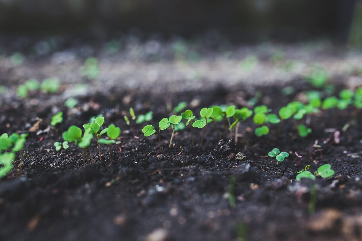 rucola seedlings