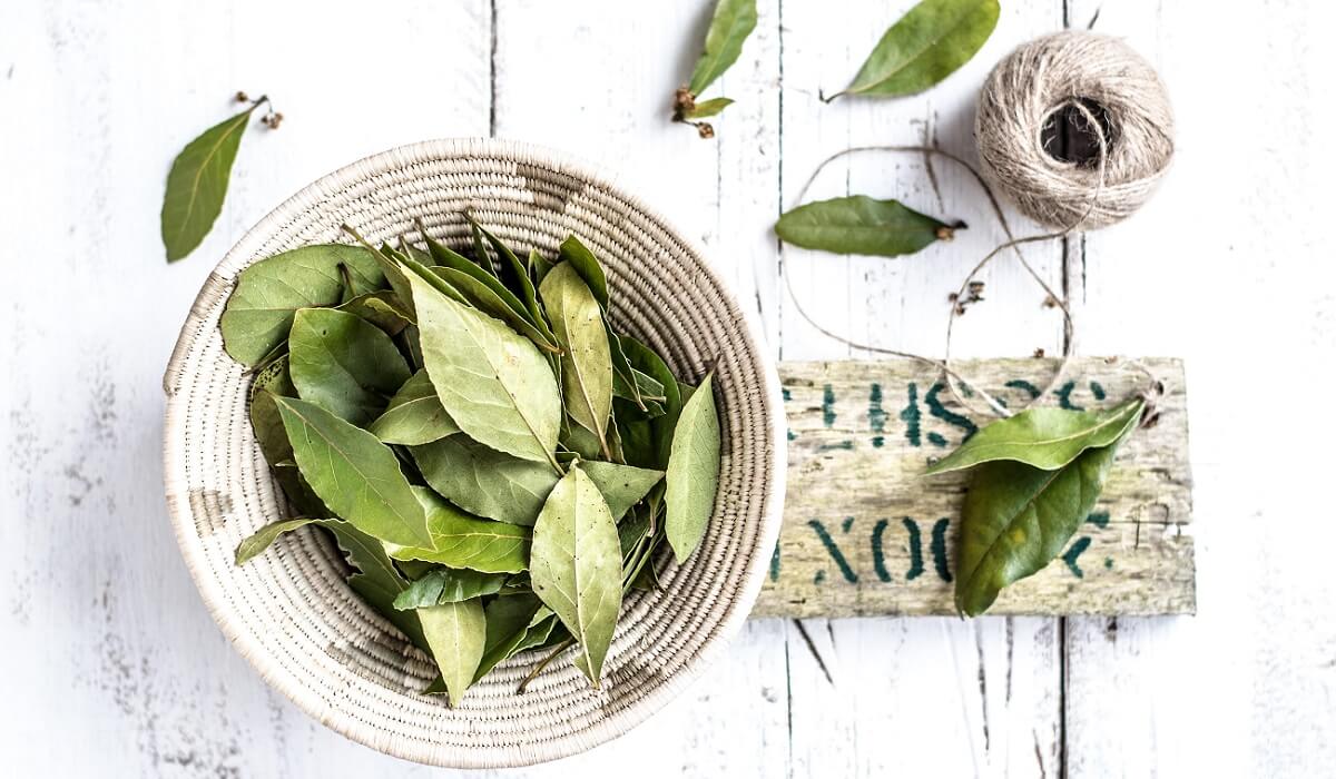 Bay Laurel – How to Grow Bay Laurel&nbsp;Trees