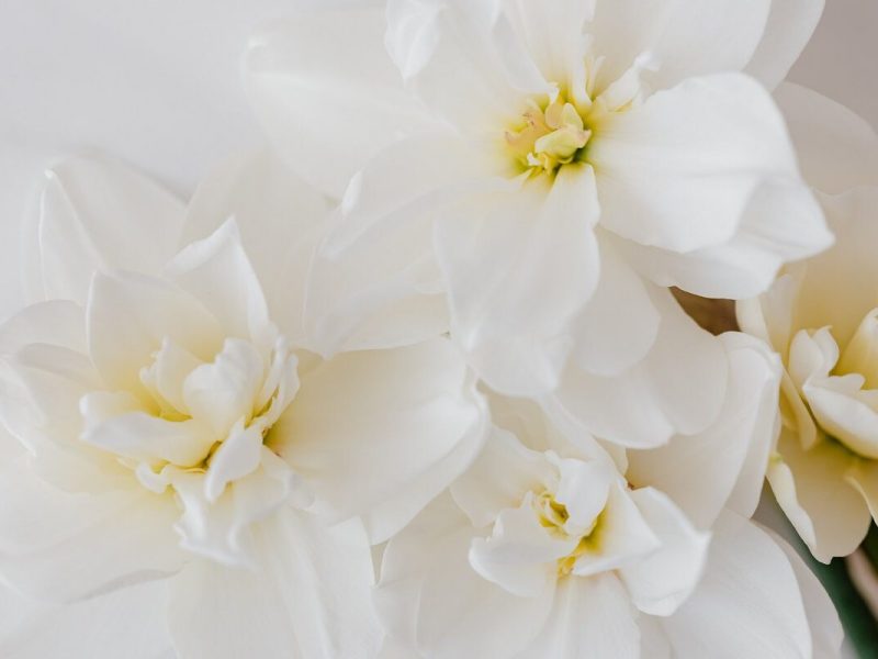 Why are Narcissus flowers protected by law in&nbsp;Malta?