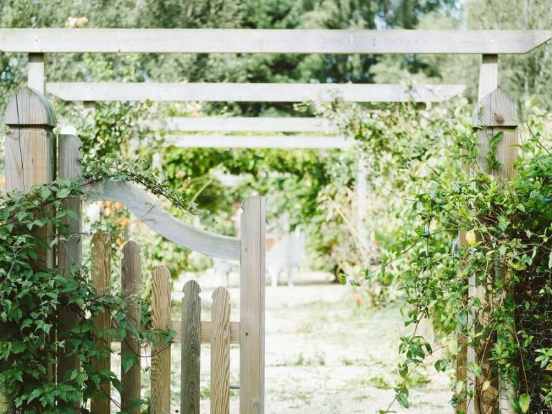 Arrowhead Plant Propagation