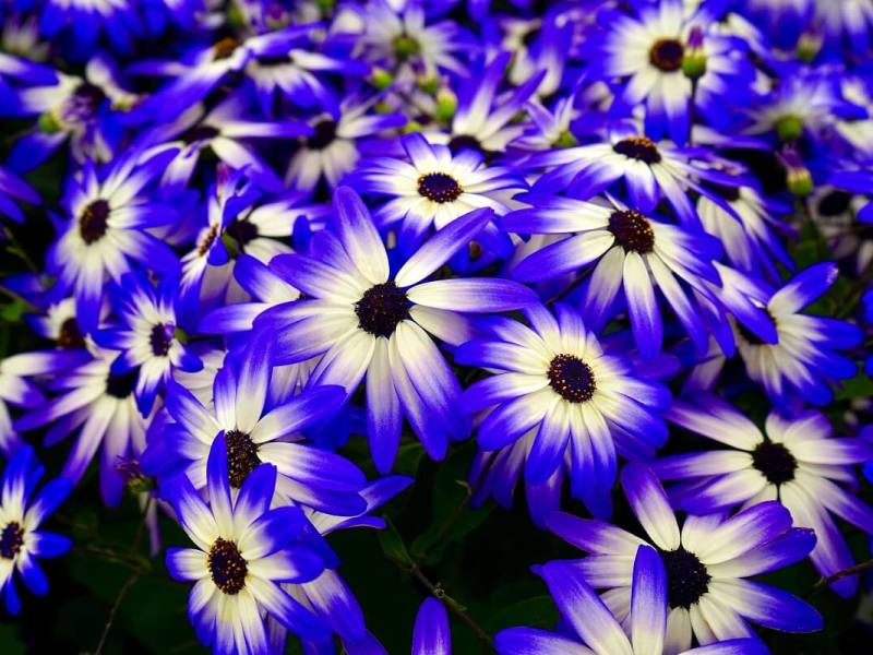 Garden Flowers – How to Grow Fascinating&nbsp;Flowers