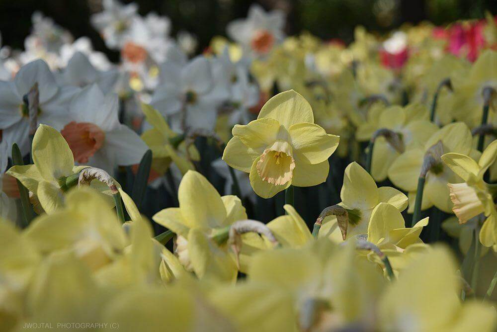 yellow narcissus flower