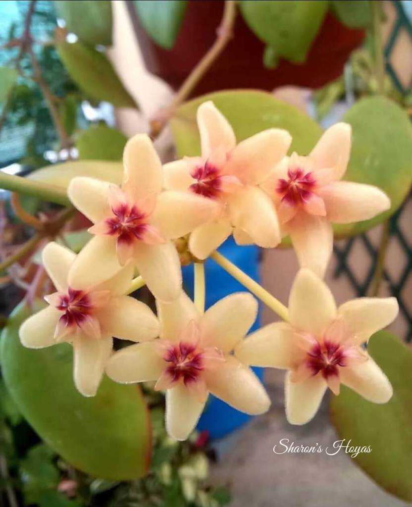 Sharon's Hoyas, Flowers in Malta