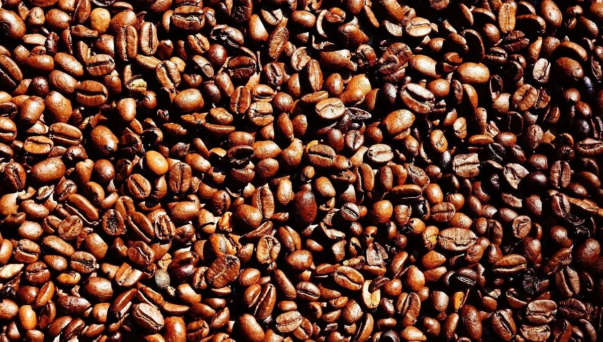 coffee as fertilizer