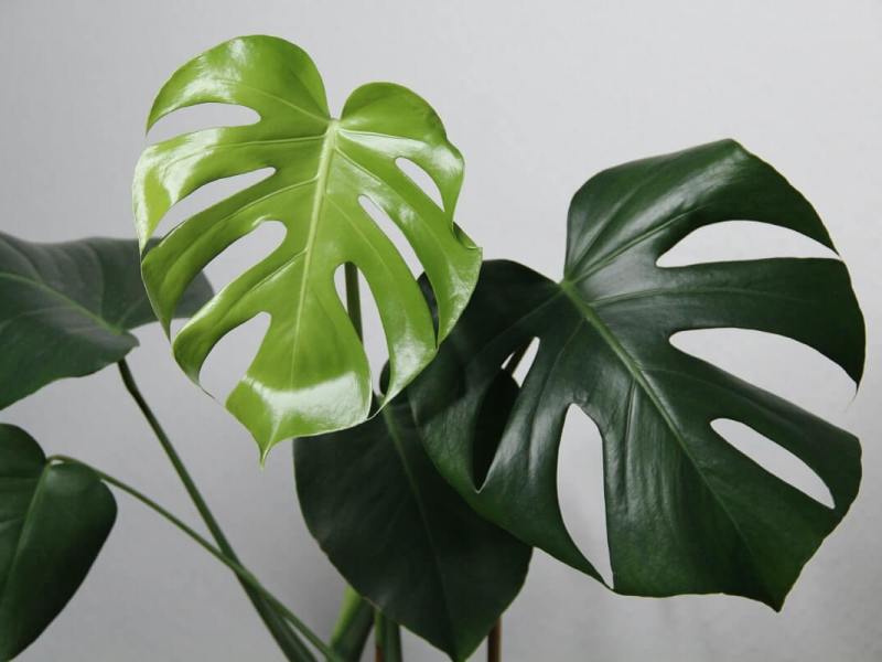 Monstera – Tropical beast of the Plant&nbsp;world