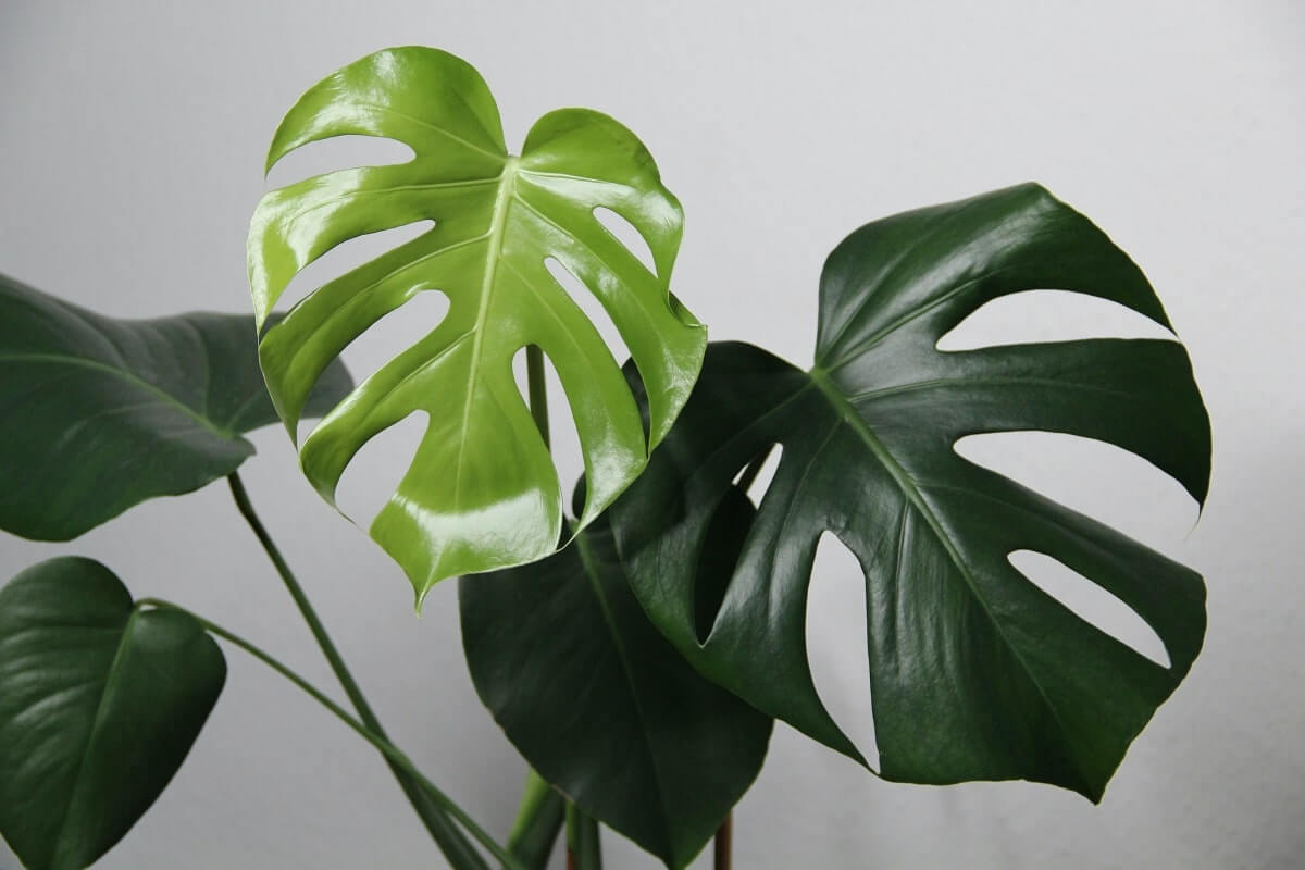 monstera plant