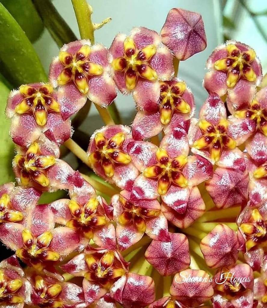 Sharon's Hoyas, Flowers in Malta