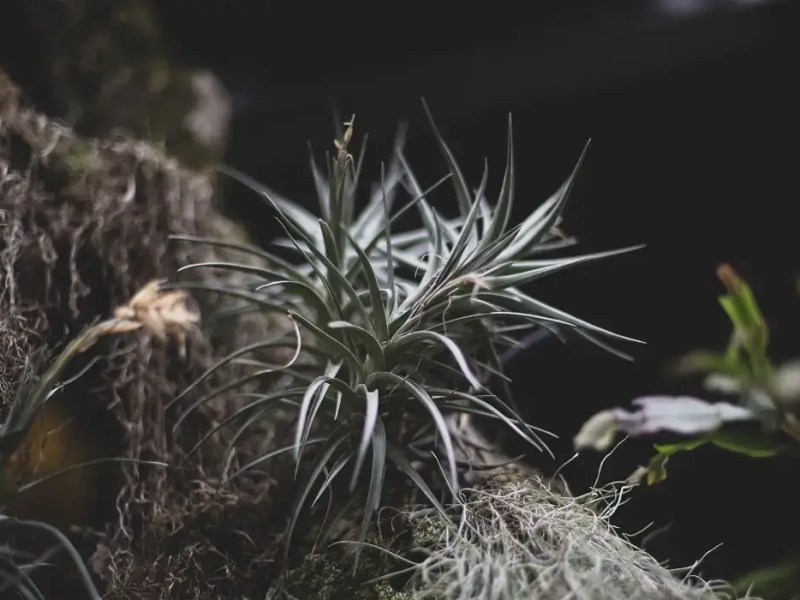 Tillandsia: Plants that live on&nbsp;air