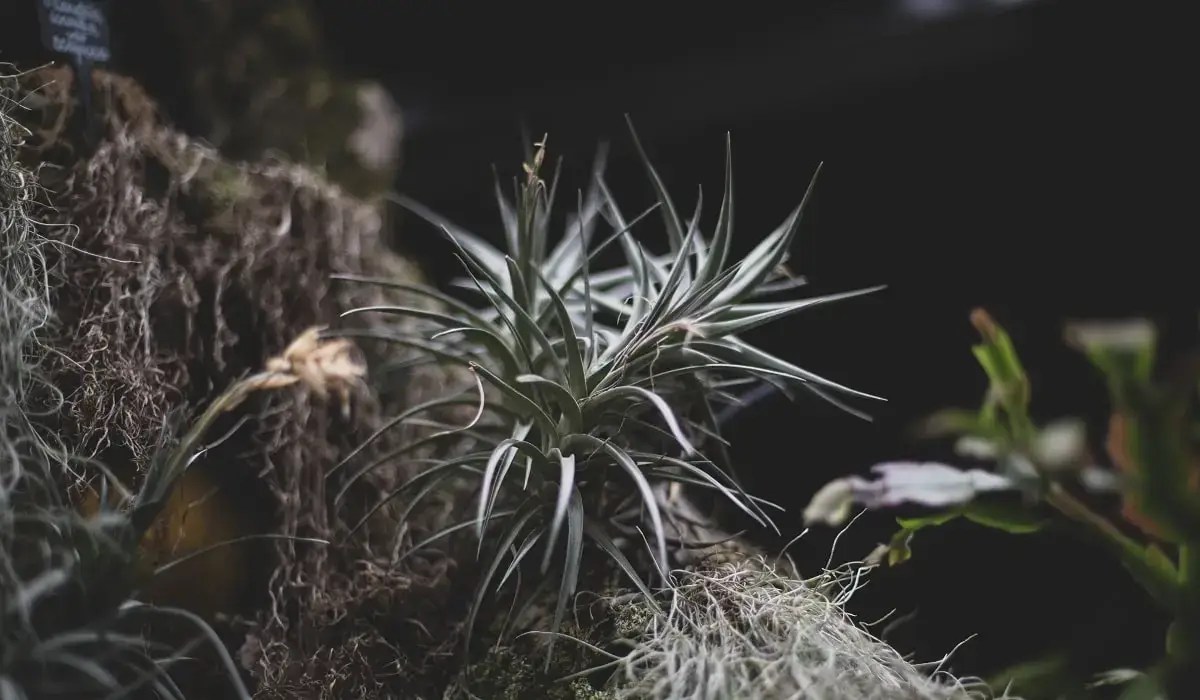 Tillandsia air plant
