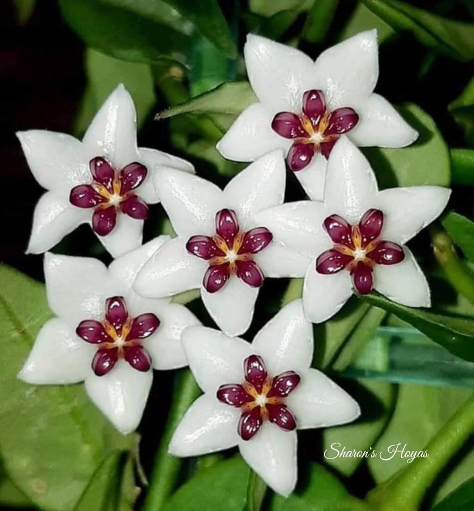 Sharon's Hoyas, Flowers in Malta