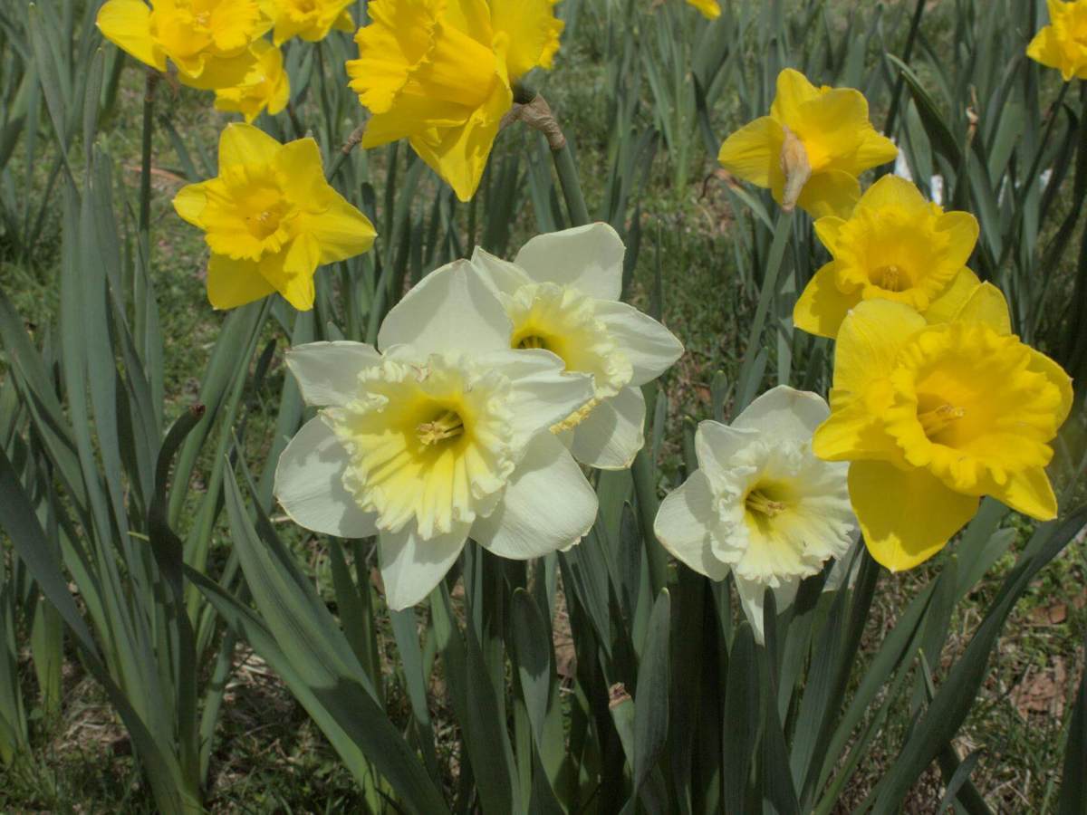 A toxic relationship with&nbsp;Narcissus