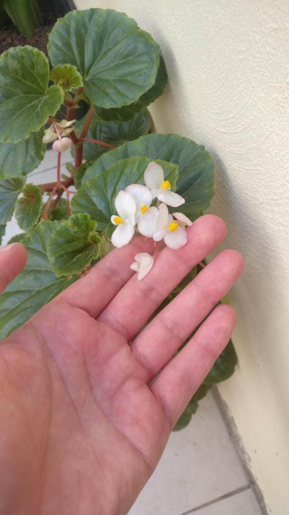 begonia flowers