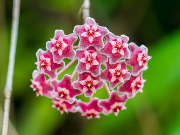 How Often to Water Your Hoya Wax&nbsp;Plant