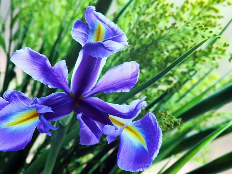 Basic gardening steps to spring garden&nbsp;preparation