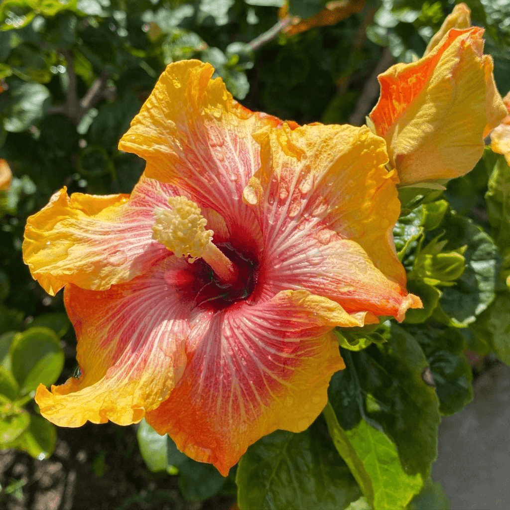 yellow and red hibiscus flower
