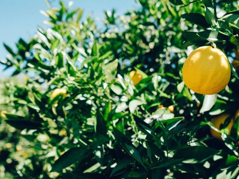 Lemon Trees – How to Grow a Lemon&nbsp;Tree