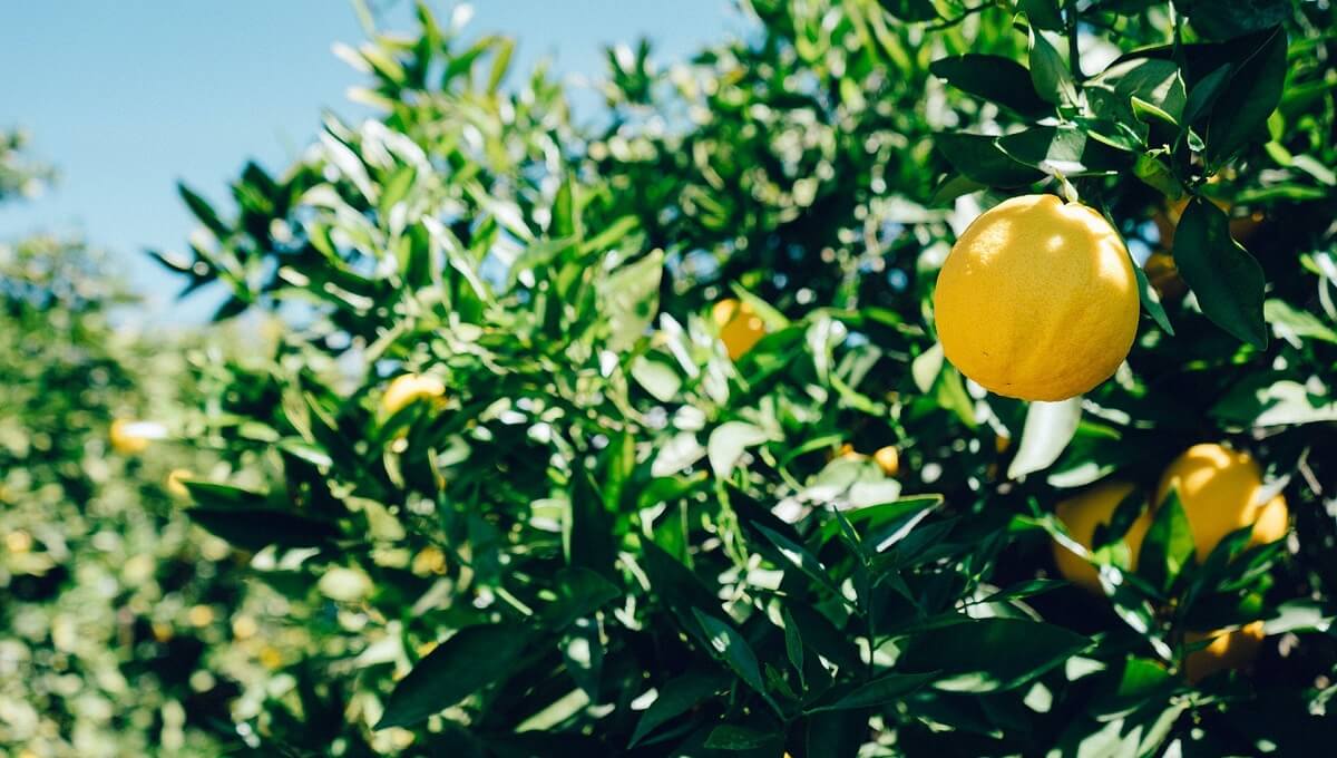 lemon tree